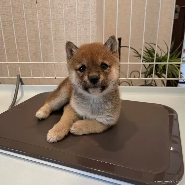 ID:2402-02589の子犬