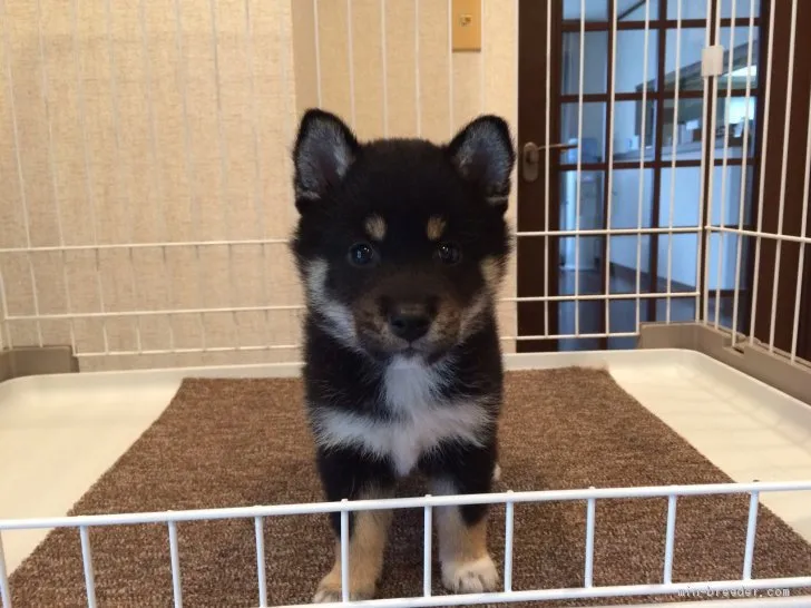 ID：2006-00206の子犬