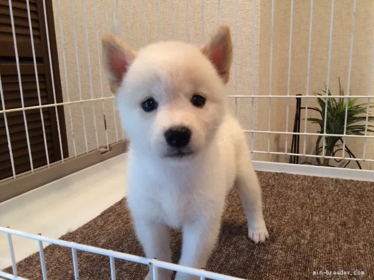 ID：2008-00900の子犬
