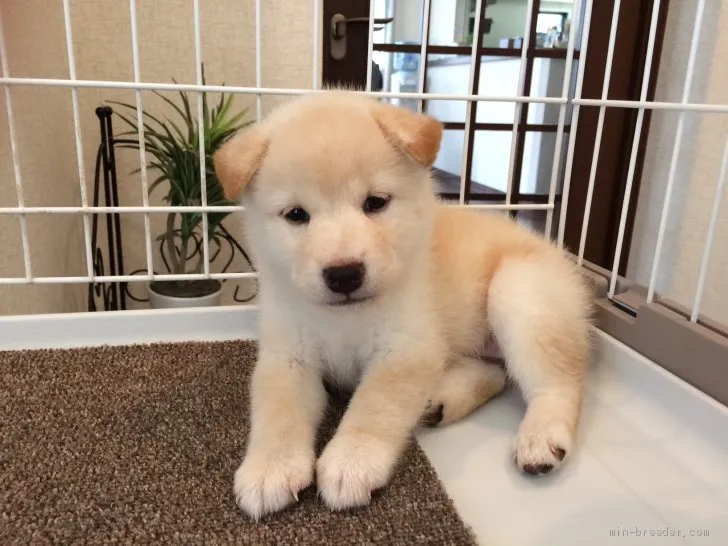 ID:1907-03254の子犬