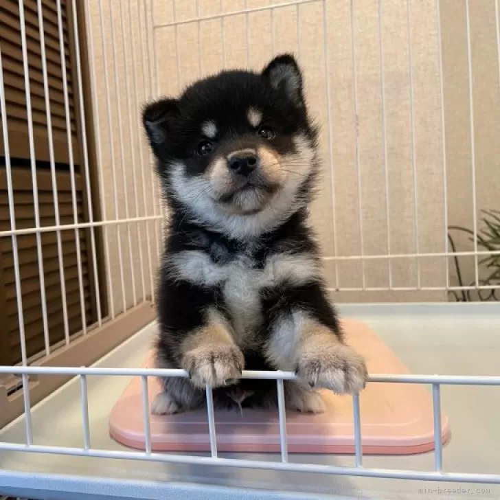 ID:2312-03267の子犬