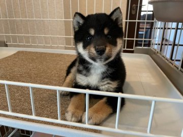 柴犬(豆柴)【兵庫県・男の子・2021年2月28日・黒】の写真「優良血統ダイヤモンドブラック可愛いぬいぐるみ黒豆柴」