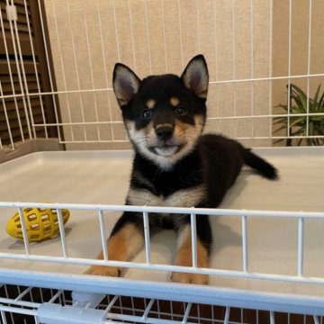 柴犬(豆柴)【兵庫県・女の子・2024年7月17日・黒】の写真「☆優良血統華やかダイヤモンドブラック圧巻柄黒豆柴☆」