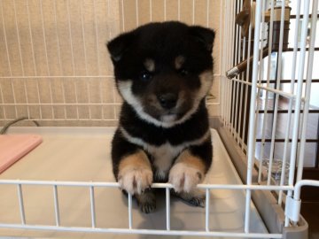 柴犬(豆柴)【兵庫県・女の子・2019年1月24日・黒】の写真「優良血統抜群の柄極上の本物の黒柴ファミリー犬タイプ」