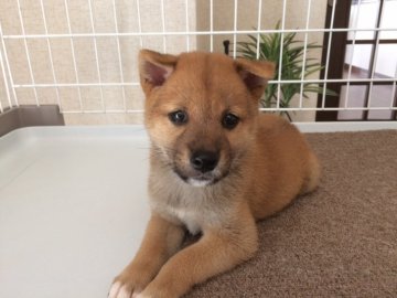 柴犬(標準サイズ)【兵庫県・女の子・2018年7月20日・赤】の写真「優良血統抜群の毛色サイズ小さめファミリー犬タイプ！」