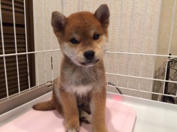 柴犬(豆柴)【兵庫県・女の子・2018年10月10日・赤】の写真「優良血統大きな目と華やかで美しい毛色の豆柴女の子！」