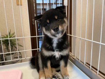 柴犬(豆柴)【兵庫県・男の子・2022年2月1日・黒】の写真「優良血統華やかな柄ぬいぐるみフェイス可愛いタヌキ顔」