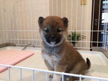 柴犬(豆柴)【兵庫県・女の子・2019年2月5日・赤】の写真「優良血統かわいいぬいぐるみタイプ優しいファミリー犬」
