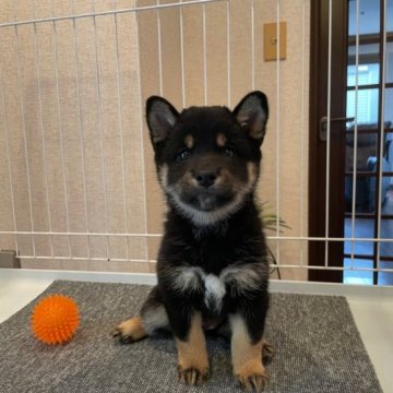 柴犬(豆柴)【兵庫県・女の子・2023年7月29日・黒】の写真「☆優良血統ぬいぐるみフェイス可愛いタヌキ顔黒豆柴☆」