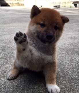 柴犬(標準サイズ)【兵庫県・男の子・2015年6月14日・赤色】の写真「展覧会出陳可能な最高クラスの赤柴」