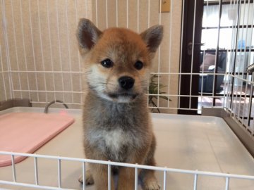 柴犬(豆柴)【兵庫県・男の子・2018年10月10日・赤】の写真「優良血統大きな目と美しい毛色の豆柴予想癒し系男子！」