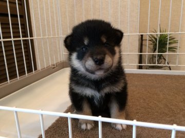 柴犬(豆柴)【兵庫県・女の子・2019年6月1日・黒】の写真「優良血統最上級柄ダイヤモンドブラック極上の黒豆柴！」