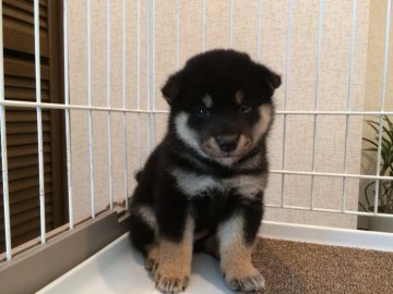 柴犬(豆柴)【兵庫県・女の子・2019年5月24日・黒】の写真「優良血統ダイヤモンドブラック柄極上の豆黒柴の女の子」