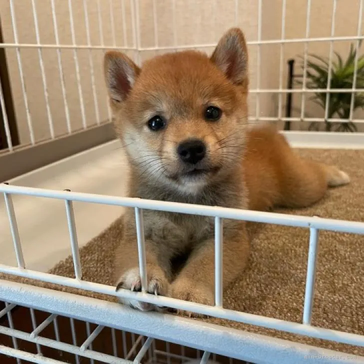 ID:2207-04356の子犬