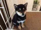 豆柴【兵庫県・男の子・2019年11月4日・黒】の写真2「黒白茶色の三色が柄に入ってこそ「本物の黒柴」特に茶色の縁取りは生涯柄が崩れません！」