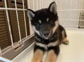 柴犬(標準サイズ)【兵庫県・男の子・2021年5月27日・黒】の写真2「利口で賢く温厚で優しい性格！好奇心旺盛で人懐こく人間大好きちょっぴり甘えん坊さん！」