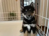 柴犬(標準サイズ)【兵庫県・男の子・2021年5月27日・黒】の写真3「骨格構成、全身のスタイル、バランス良好です！姿勢美しく立ち姿や歩様姿に品格あり！」