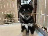 柴犬(標準サイズ)【兵庫県・男の子・2021年5月27日・黒】の写真4「臭い無駄吠え一切なし！社交性、トイレ、ハウス、ハンドリング等の躾済み！楽ですよ～」