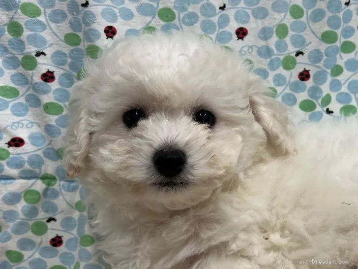 ID:2203-03875の子犬