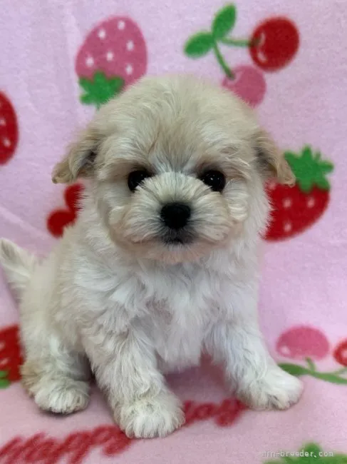 ID:2201-01115の子犬