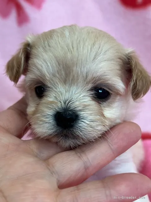 ID:2112-02460の子犬