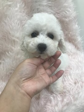 ビションフリーゼ【愛知県・女の子・2019年7月28日・ホワイト】の写真「少し甘えん坊ですが、ご飯モリモリ、健康優良児です！」