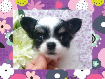 チワワ(ロング)【愛知県・男の子・2020年5月2日・ブラッククリーム&ホワイト】の写真「しっぽフリフリの可愛いい男の子です」