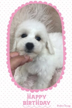 ビションフリーゼ【愛知県・女の子・2019年7月28日・ホワイト】の写真「私を見て！！目が、爆発的に可愛いい女の子だよ！」