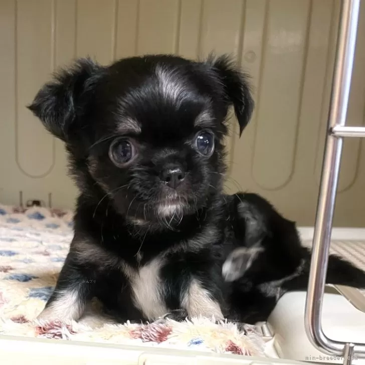 ID：2411-04321の子犬