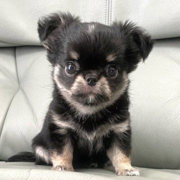 チワワ(ロング)【徳島県・男の子・2024年11月11日・ブラックタン】の写真「まん丸〜ギュギュ〜っと可愛い僕❣️」