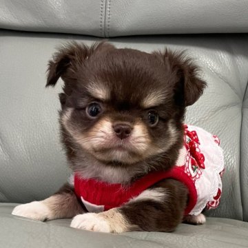 チワワ(ロング)【徳島県・男の子・2024年11月11日・チョコレートタン】の写真「ポンポコたぬき〜な…可愛い僕❣️」