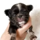 チワワ(ロング)