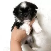 チワワ(ロング)