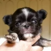 チワワ(ロング)