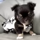 チワワ(ロング)