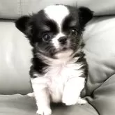 チワワ(ロング)