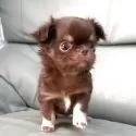 チワワ(ロング)【徳島県・女の子・2025年10月18日・チョコレートタン】の写真5