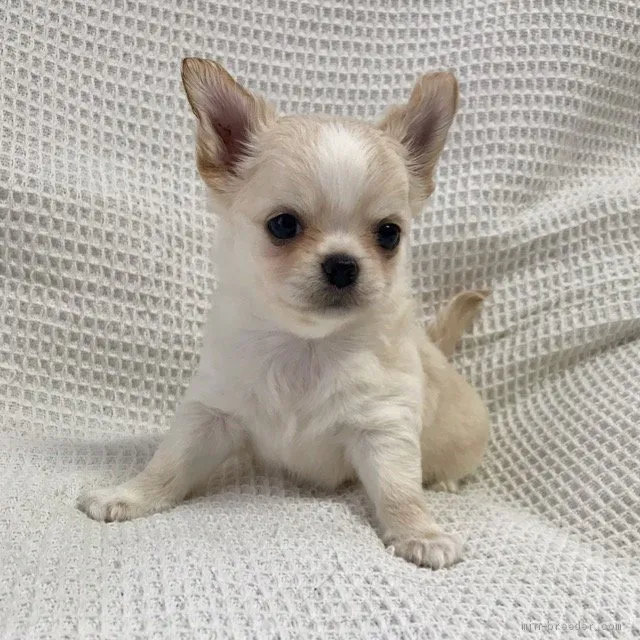 ID:1908-01610の子犬