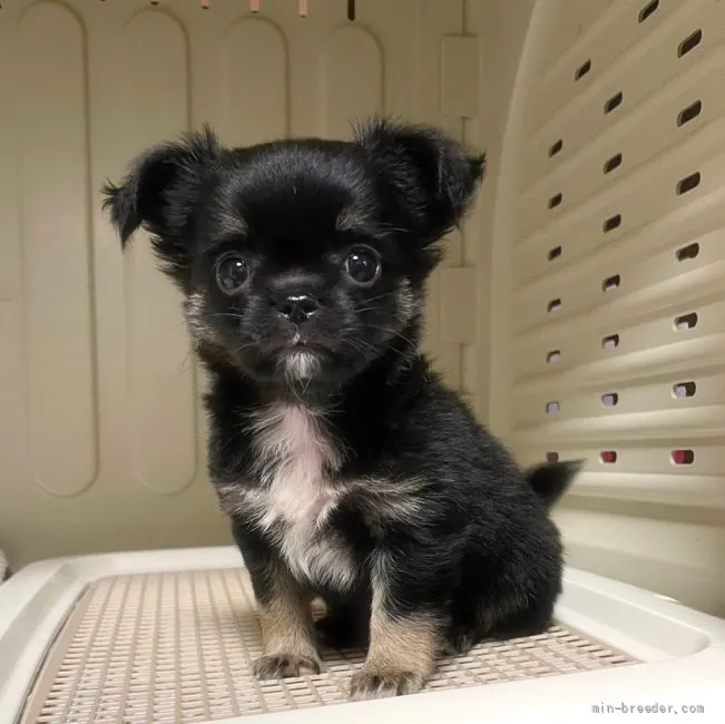 ID:2201-00799の子犬