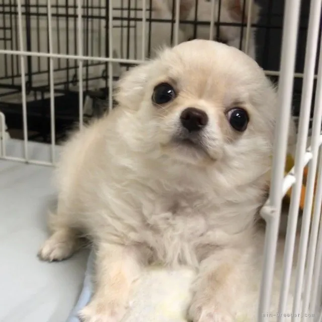 ラムくん 様のお迎えした子犬