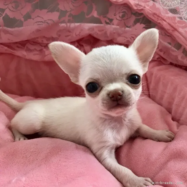 ID:1804-01840の子犬