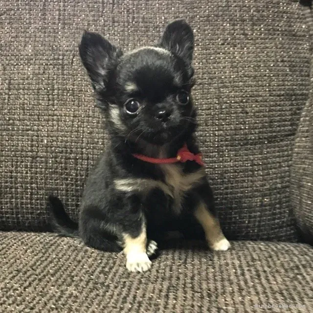 小豆ママ 様のお迎えした子犬