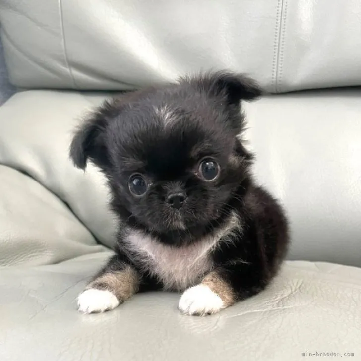 ID:2303-00938の子犬