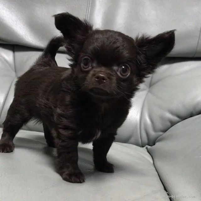 ID：1911-02800の子犬