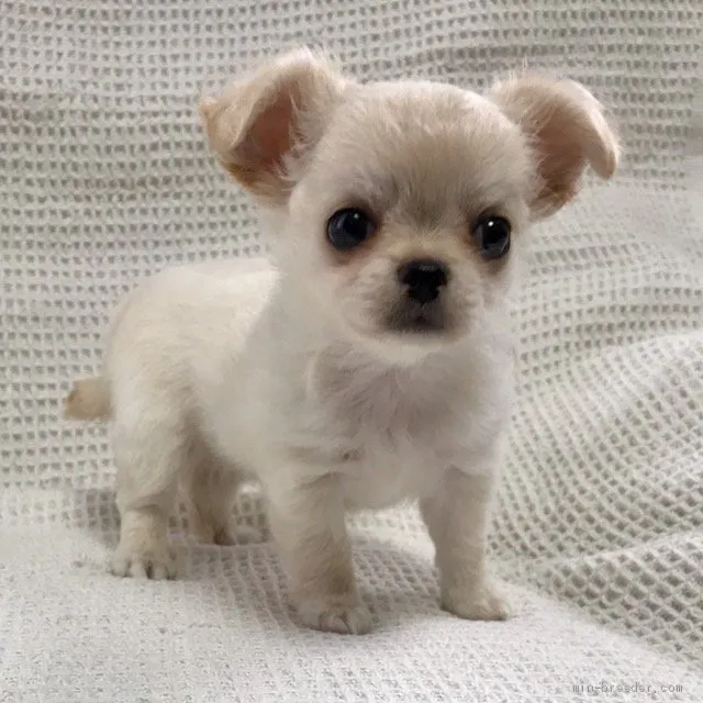 ID:1908-01112の子犬