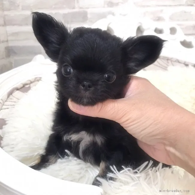 ID：2102-02349の子犬