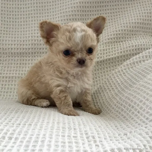ID：1905-00860の子犬