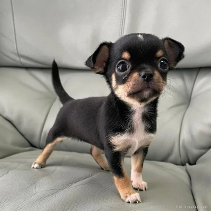 ID:2212-00368の子犬