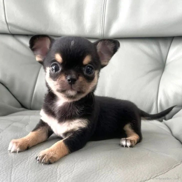 ID:2211-04367の子犬