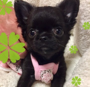 チワワ(ロング)【徳島県・女の子・2017年12月12日・ブラックホワイト】の写真「チャンピオン直子の小ぶりちゃん❣️」